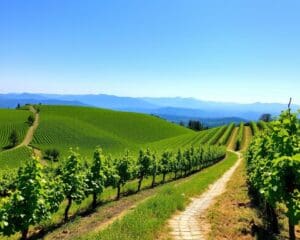 Ollon: Spaziergang in den Weinbergen des Chablais