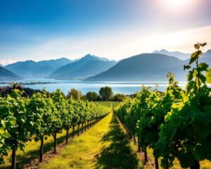 Spiez: Weinverkostung und Alpenpanorama am Thunersee